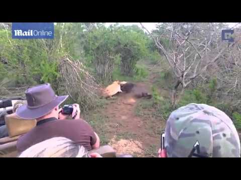 شاهد حيلة حيوان للنجاة من بين فكي أسد