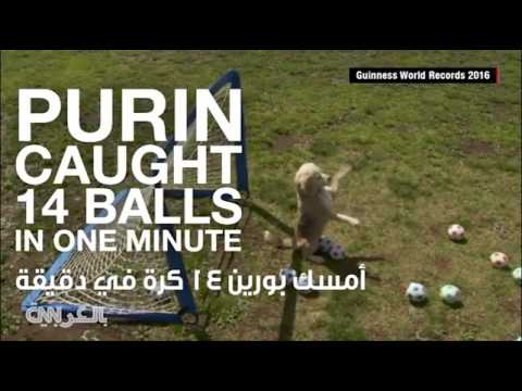 فيديو كلب بدرجة حارس مرمى وأسرع سلحفاة في العالم