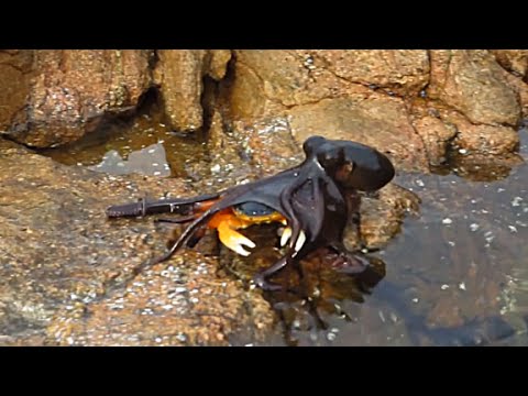 شاهد معركة شرسة بين أخطبوط وكابوريا