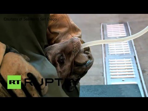 صغير أسد بحر يتضور جوعًا فيذهب لمطعم أميركى