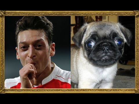 20 لاعب كرة قدم تتشابه ملامحهم مع فصائل الكلاب المختلفة