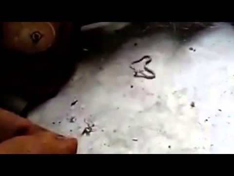 بالفيديو عنكبوت يحاصر عددًا من الثعابين