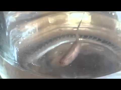 شاهد مخلوق غريب يخرج من حنفية منزل