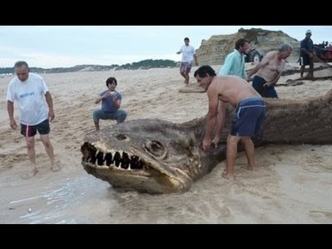 شاهد الوحوش البحرية التى تم العثور عليها