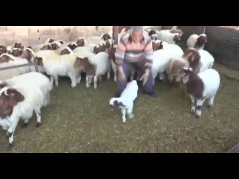 شاهد ولادة خروف برجلين فقط في تركيا