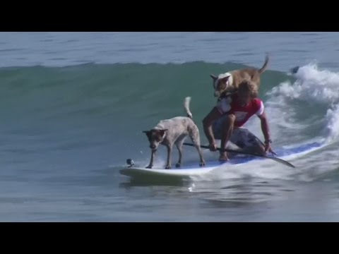 بطل ركمجة عالمى يتبنى الكلاب