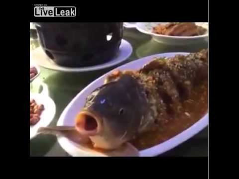 شاهد سمكة ترفض الموت بعد طهيها وتحتسي الكحول