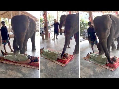 فيديو لقطات طريفة لفيل يدلك سائحًا بقدمه