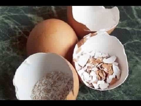 فيديو ما لا تعرفونه عن فوائد قشر البيض
