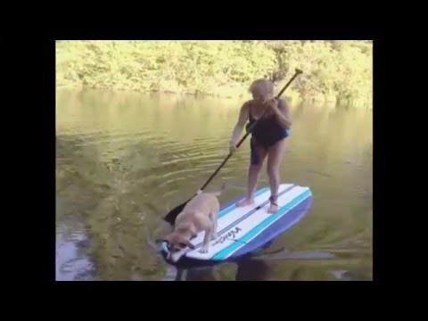 كلب يتسبب في سقوط مؤلم لإمرأة في المياه