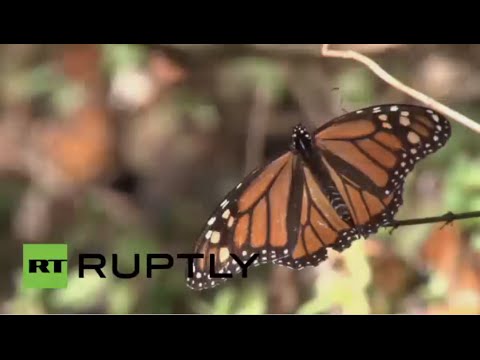 بالفيديو مشاهد رائعة لملايين الفراشات الملكية