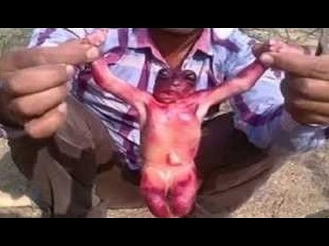 العثور على مخلوق غريب وعجيب