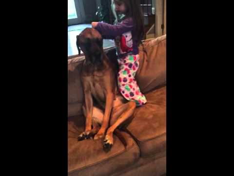 شاهد طفلة تقيس الضغط لكلبة ضخمة