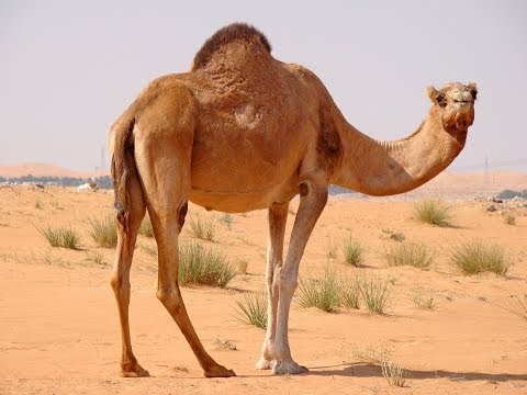 شاهد لماذا دعانا الله إلى النظر إلى الإبل كيف خُلقت