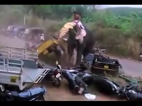 فيل غاضب يدمر موقف سيارات معبد هندى