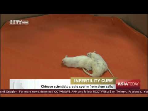 باحثون صينيون يخلقون حيوان منوى من الخلايا الجذعية لفأر