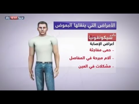 بالفيديو ما الأمراض التي تنقلها بعوضة زيكا