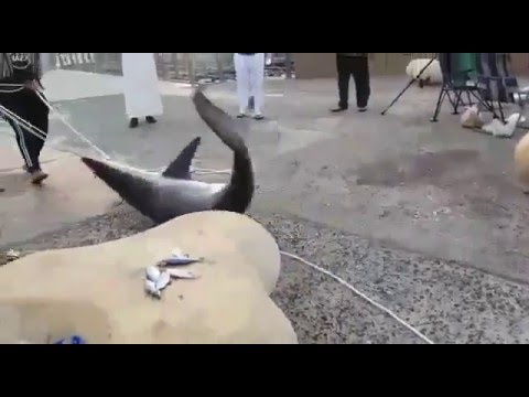 بالفيديو اصطياد سمكة قرش متوسطة الحجم على كورنيش جدة
