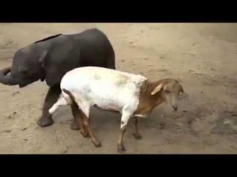 شاهد بالفيديو ماعز تلعب دور أم فيل يتيم