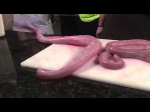 شاهد أفعى سامة تثير فزع طباخ أميركي