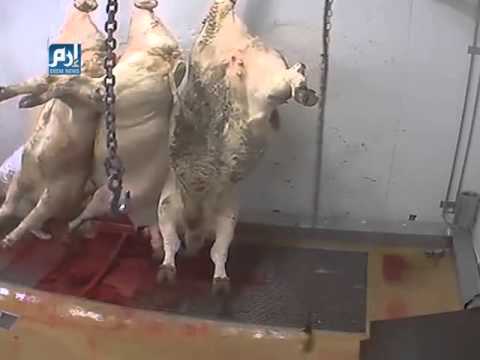 بالفيديو فضيحة في مذبح للخيول والمواشي في فرنسا