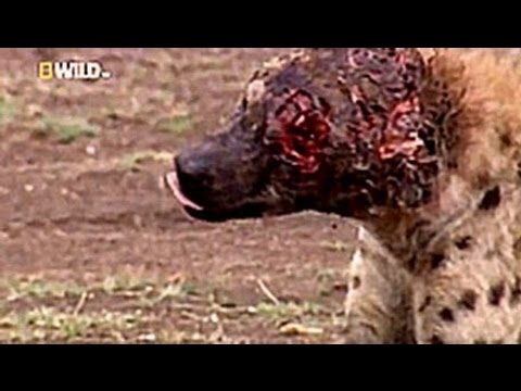 أسد يحول رأس ضبع إلى أشلاء ودماء