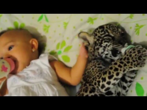 شاهد طفلة ونمر يتناولان الفطور معًا في سرير واحد