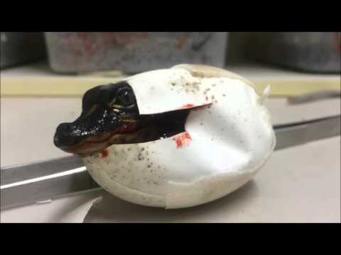 بالفيديو اللحظات الأولى لخروج تمساح حديث الولادة من البيضة