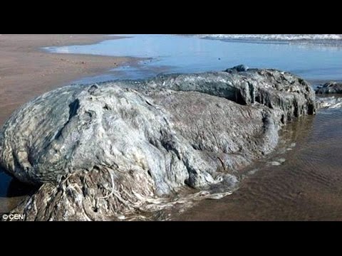 بالفيديو العثور على كائن غريب على أحد الشواطئ