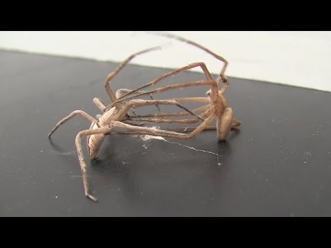 بالفيديو عنكبوت يربط أرجل أنثى ليتزوجها ثم يهرب