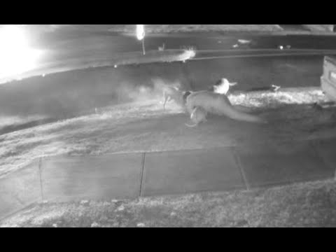 بالفيديو استرالى يرمى نفسه أمام الكلاب المفترسة