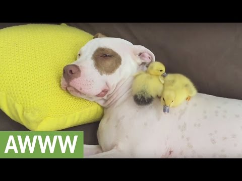 صداقة من نوع خاص بين كلب وصغار البط