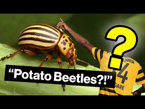 11 لقب غريب لأندية كرة القدم حول العالم