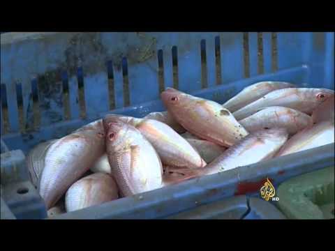 شاهد آثار سلبية لاستخدام العلف النباتي في إطعام أسماك المزارع