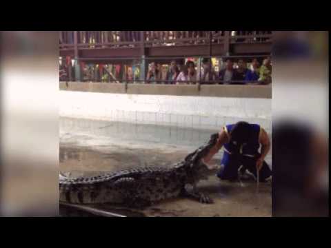 لقطات مروعة لرجل يسقط في بركة مليئة بالتماسيح