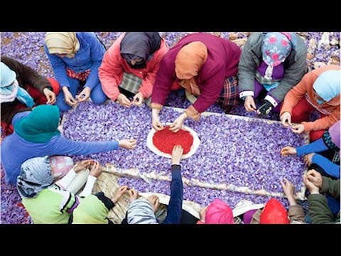 الجزيرة تعرض فيلمًا وثائقيًا حول الذهب الأحمر المغربي