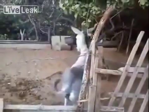 شاهد ماذا حدث لحمار بعد تعاطيه سيجارة حشيش