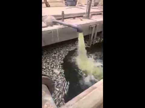 بالفيديو مزرعة سمكية داخل أحواض الصرف الصحي