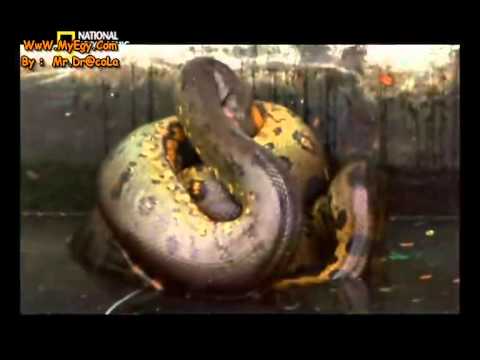 أضخم الأفاعي وأكثرها فتكًا