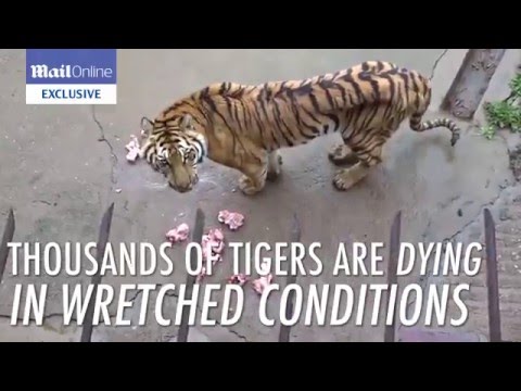 شاهد ترك النمور للجوع لتصنيع الخمور الجنسية من عظامها