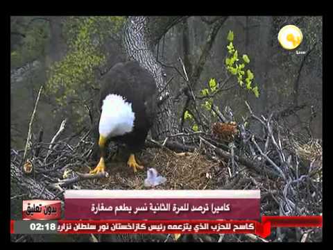 كاميرا ترصد للمرة الثانية نسر يطعم صغاره