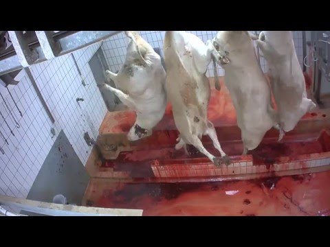بالفيديو وحشية قتل الأبقار داخل مسلخ فرنسي