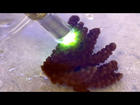 باحثون يطورون “شعاب مرجانية” تستطيع مقاومة الإحتباس الحراري