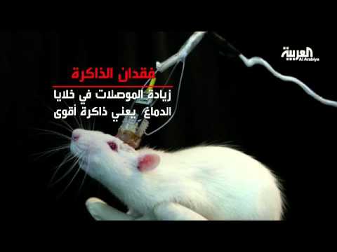 شاهد خلايا دماغية تسمى موصلات الذاكرة