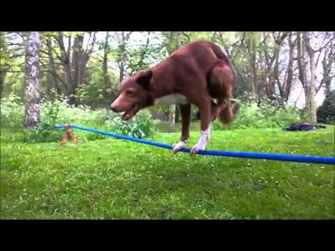 فيديو كلب يؤدي حركات بهلوانية بمهارة