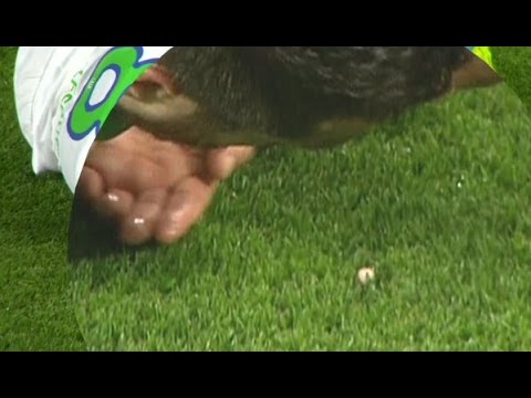 ” فيرينها” يفقد أحد أسنانه فى لقاء ريال مدريد و فولفسبورغ