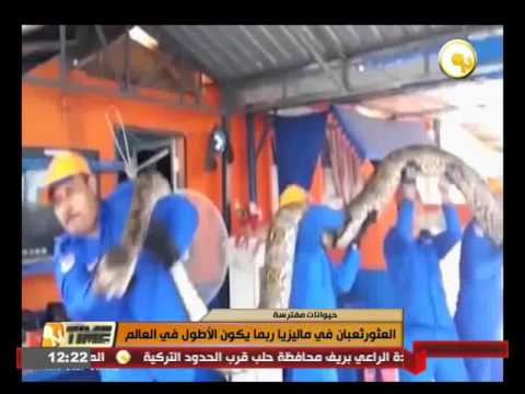 شاهد العثورعلى ثعبان في ماليزيا