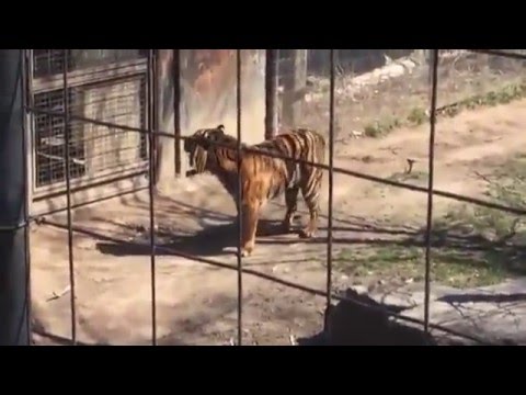 شاهد ماذا فعلت فتاة لاسترداد قبعتها