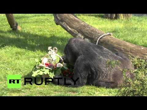 بالفيديو ثاني أقدم غوريلا في العالم تحتفل بعيد ميلادها الـ59