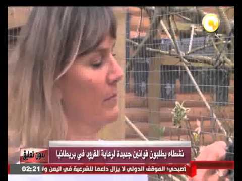 فيديو نشطاء يطلبون قوانين جديدة لرعاية القرود في بريطانيا